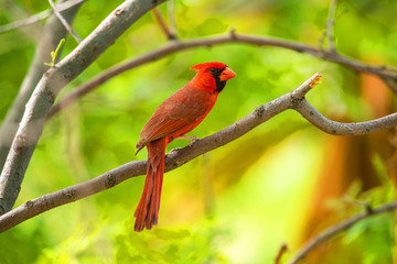 Cardinal