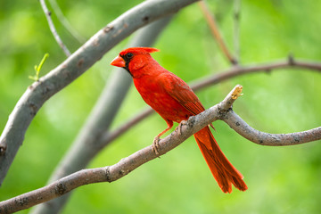 Cardinal