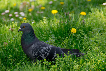 Pigeon in the spring meadow