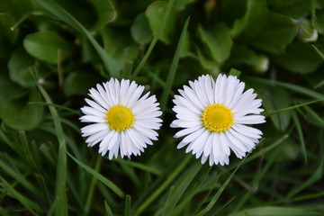 Obraz premium Pair of white daisy flowers on green grass.