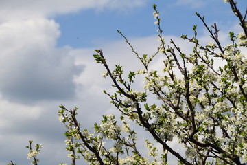 White flowers blooming on branch, springtime. 