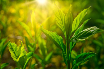 Young plant sprout in the morning with sun light, worms eye view