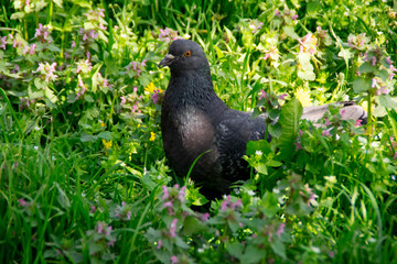 Pigeon on flowery meadow