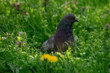 Pigeon bird walking on the grass