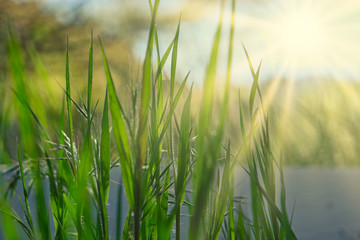 Blades of grass with sun beams and copy-space
