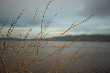 Obraz premium Bare branches on a sunny evening near a lake with mountains in the background and colorful cloudy sky. Photographed shallow depth of field.