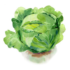 Watercolor painted illustration of vegetables. Fresh colorful cabbage