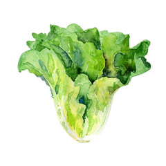 Watercolor painted illustration of vegetables. Fresh colorful carrot