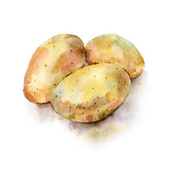 Watercolor painted illustration of vegetables. Fresh colorful potato