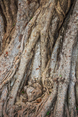 Background image, сloseup roots of an old tree