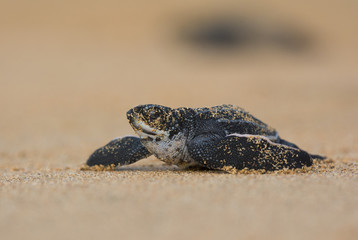 Baby Leatherback Sea Turtle