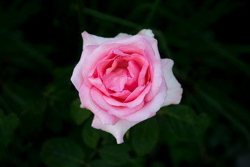 Pink Rose