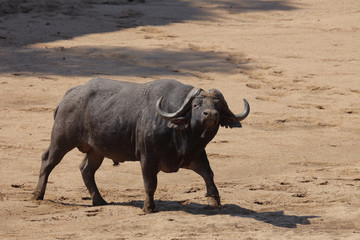 Obraz premium Kaffernbüffel / Buffalo / Syncerus caffer