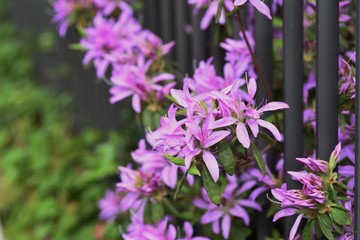 Obraz premium Azalea blossoms in full bloom