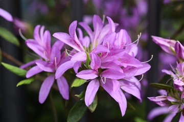 Azalea blossoms in full bloom