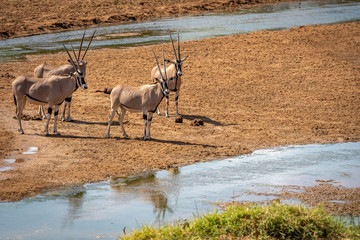 Orys crossing the river