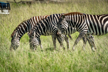 Plains Zebras
