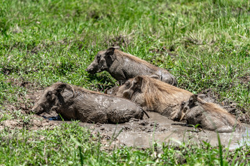 Fototapeta premium Warthogs in mud