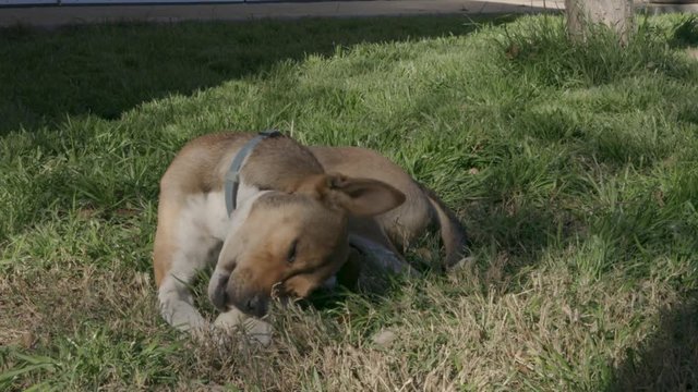 Young brown dog with a blue collar chewing on a rawhide bone in the backyard.