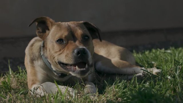 Young brown dog with a blue collar chewing on a rawhide bone in the backyard.