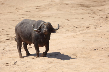 Kaffernb&uuml;ffel / Buffalo / Syncerus caffer