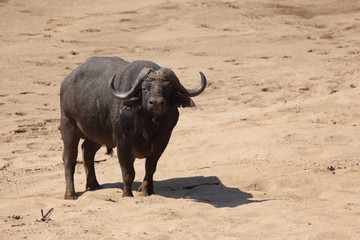 Obraz premium Kaffernbüffel / Buffalo / Syncerus caffer