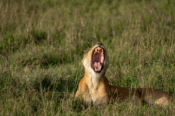 Big yawn