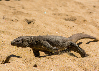 Water Monitor Lizard runs on the hot sand in Mirissa, Sri Lanka.