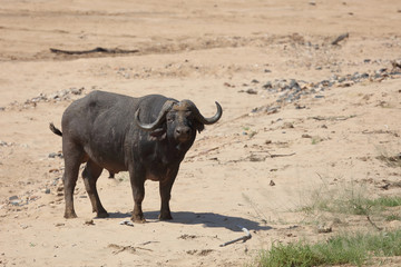 Kaffernb&uuml;ffel / Buffalo / Syncerus caffer