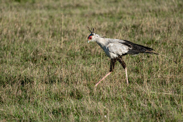 Secretary bird