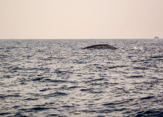 Obraz premium A blue whale at the surface of the water in Sri Lanka.
