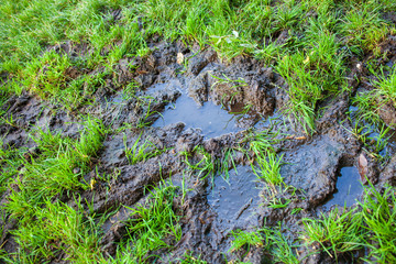 Vibrant muddy grass
