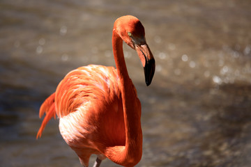 Pink flamingo walking through a stream looking for food
