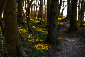 Bäume im Abendlicht - Göhren Rügen