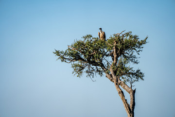 buzzard in tree