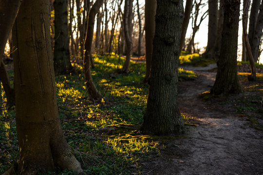 B&auml;ume im Abendlicht - G&ouml;hren R&uuml;gen