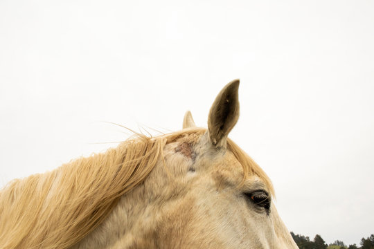 A white horse in front of a white cloud bank.