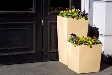 two square flower pot of beige color with flowers on the threshold at the black wooden entrance...