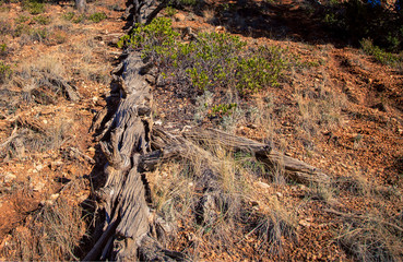 Fallen tree bryce canyon 
