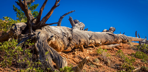 Fallen tree bryce canyon 