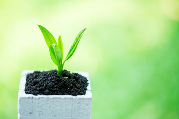 seedling and abundance soil in white square flower pot with blurry green background with sun light, growth concept, startup concept, spring concept, nature and care.