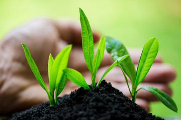 seedling in hand  with abundance soil and blurry green background with sun light, growth concept, startup concept, spring concept, nature and care.