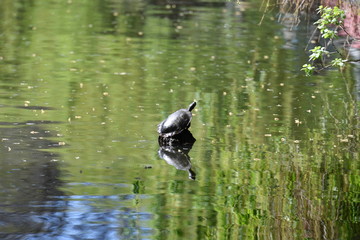 A pond turtle sunbathing on a piece of wood in a lake in Berlin-Deutschalnd.