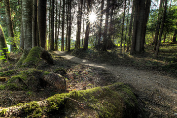 Waldweg