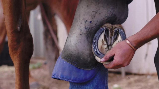 Slow motion close up of a Farrier hammering in a nail into a horse's new horseshoe, 23.98 fps, 4K.