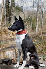 old dog basenji with a gray muzzle. large portrait