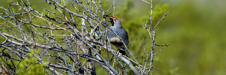 Male Gambel's Quail in Arizona scrub brush in spring