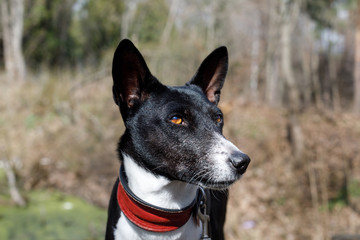 old dog basenji with a gray muzzle. large portrait