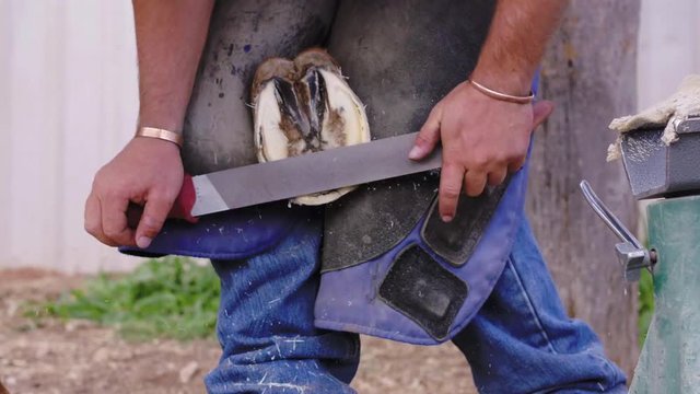 Slow motion medium shot of a Farrier filing the base of a horse hoof in between his chaps, 23.98 fps, 4K.