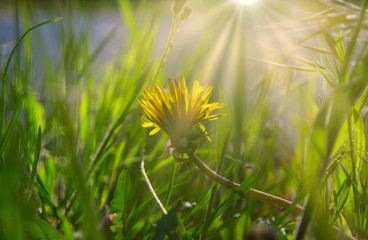 Small yellow flower of young dandelion hiding in grass in April with flares on background